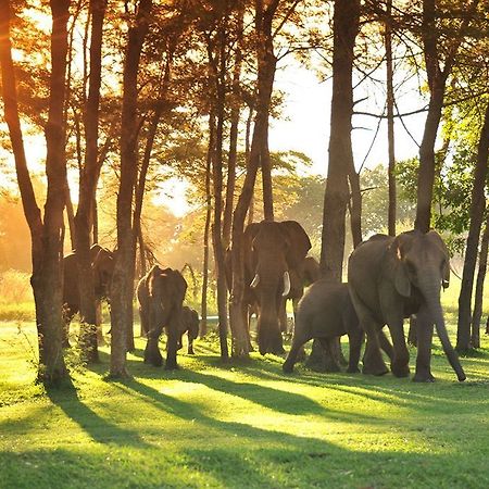 Three Cities Thorntree River Lodge Livingstone Esterno foto